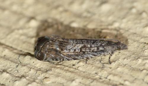 Selania leplastriana